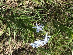 Amsonia ciliata texana