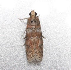 Sciota rubrisparsella
