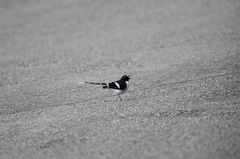 Enicurus schistaceus