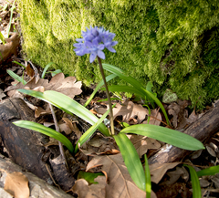 Scilla bithynica