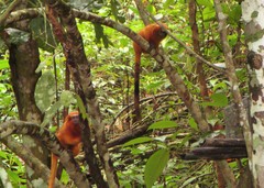 Leontopithecus rosalia