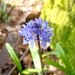 Hyacinth Subfamily - Photo (c) katunchik, some rights reserved (CC BY), uploaded by katunchik