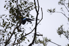 Psarisomus dalhousiae