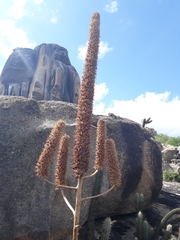 Encholirium spectabile