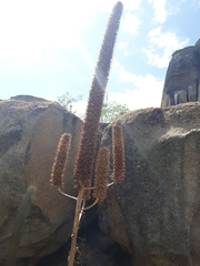 Encholirium spectabile