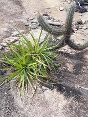 Encholirium spectabile