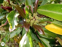 Oreopanax liebmannii