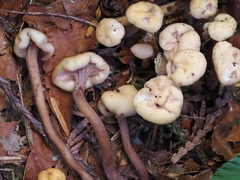 Cudonia circinans