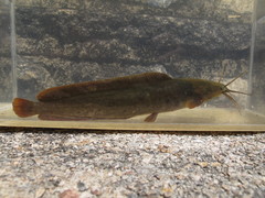 Clarias fuscus