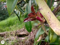 Oreopanax liebmannii