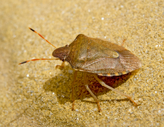Peribalus strictus strictus