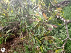 Oreopanax liebmannii