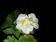 Begonia plebeja