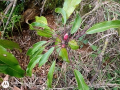 Oreopanax liebmannii