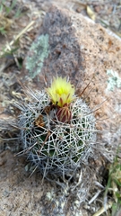 Coryphantha clavata clavata