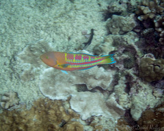 Thalassoma trilobatum