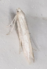 Haplochrois bipunctella