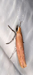 Ypsolopha ochrella