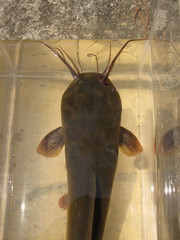 Clarias fuscus