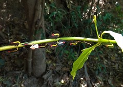 Membracis sanguineoplaga