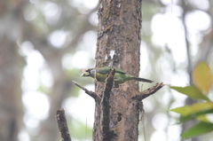 Psilopogon pyrolophus