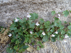 Cymbalaria muralis