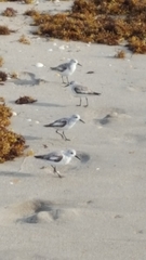 Calidris alba