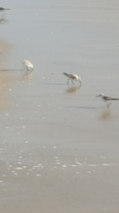 Calidris alba