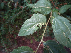 Agromyza trebinjensis