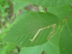 Stigmella lemniscella