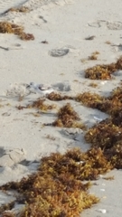 Calidris alba