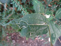 Agromyza trebinjensis