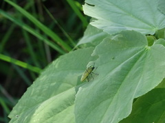 Agaeocera scintillans