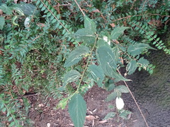 Agromyza trebinjensis