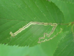Stigmella lemniscella