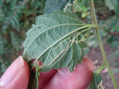 Agromyza trebinjensis