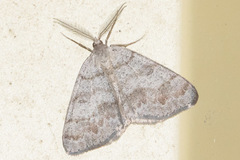 Macaria loricaria