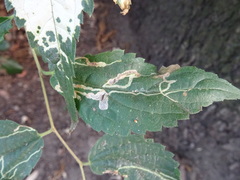 Agromyza trebinjensis