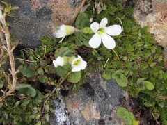 Ourisia