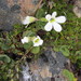 Ourisia simpsonii - Photo (c) Katy Johns, some rights reserved (CC BY-NC), uploaded by Katy Johns