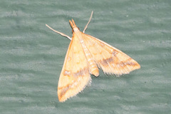 Choristostigma plumbosignalis