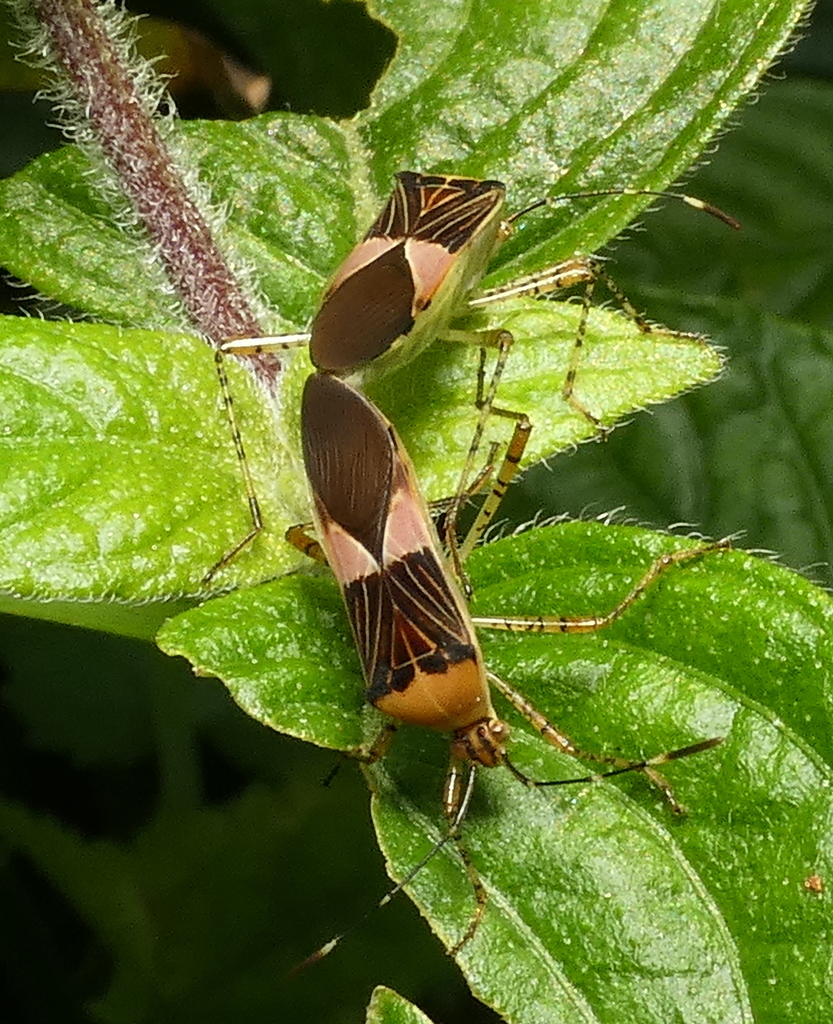 Hypselonotus fulvus