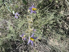Solanum citrullifolium