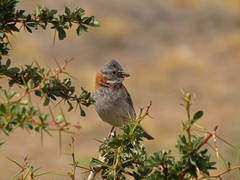 Zonotrichia capensis australis