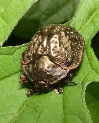 Polychalca aerea