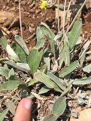Eriogonum flavum