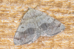Macaria loricaria