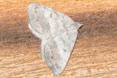 Macaria loricaria