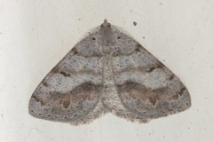 Macaria loricaria