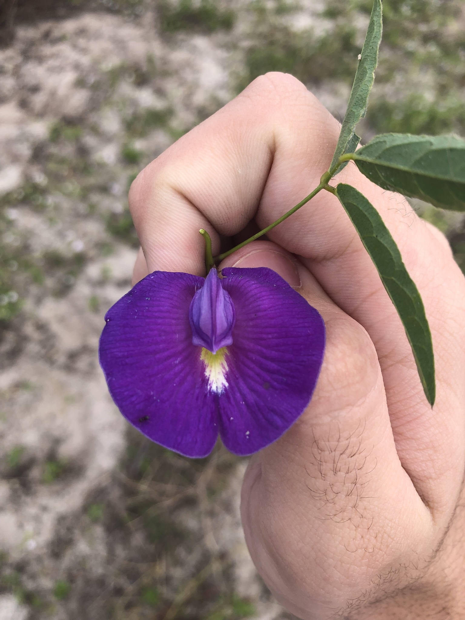 Centrosema brasilianum